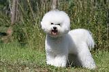 BICHON FRISE 411